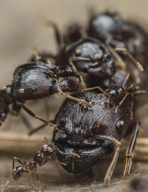 Carebara is a genus of myrmicine ants mainly found within the tropical regions of Africa and Asia. Photo courtesy: François BRASSARD.